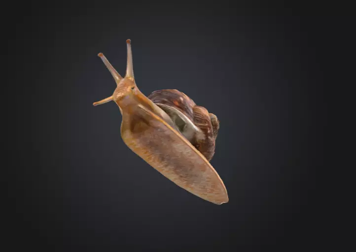Realistic Garden Snail Low-poly 3D model_14