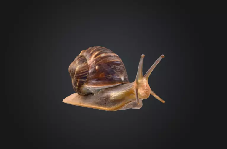Realistic Garden Snail Low-poly 3D model_2