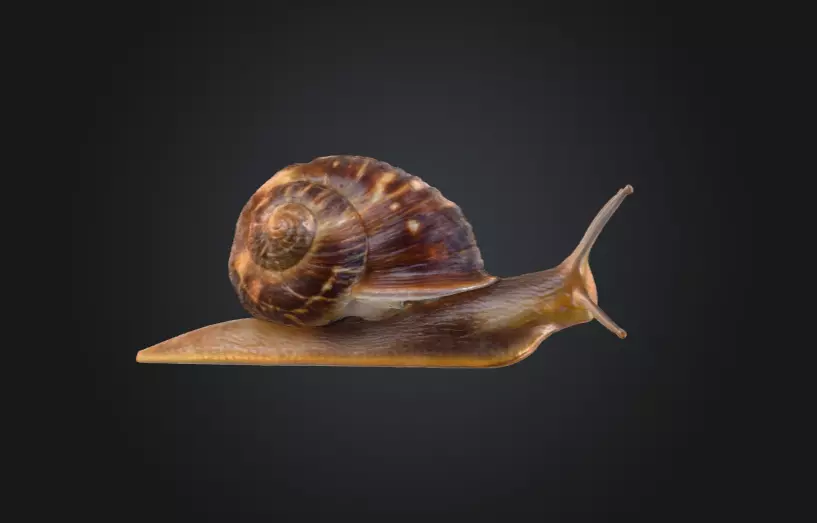Realistic Garden Snail Low-poly 3D model_3