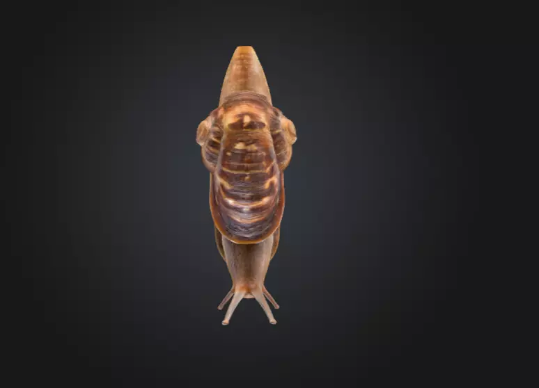 Realistic Garden Snail Low-poly 3D model_15