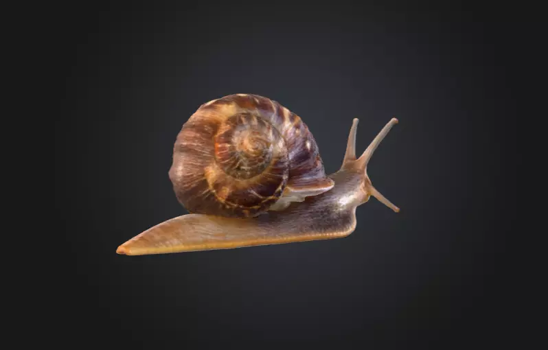 Realistic Garden Snail Low-poly 3D model_4