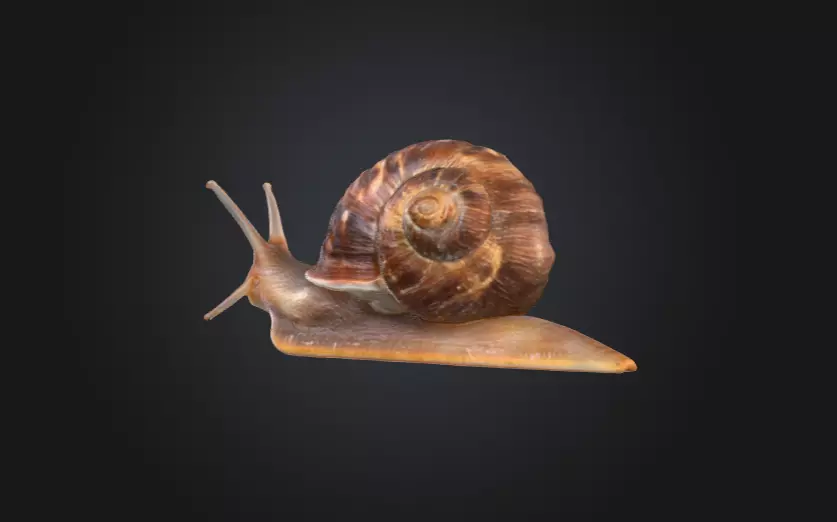 Realistic Garden Snail Low-poly 3D model_6
