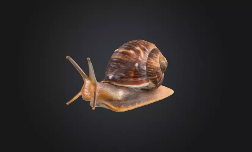 Realistic Garden Snail Low-poly 3D model_8