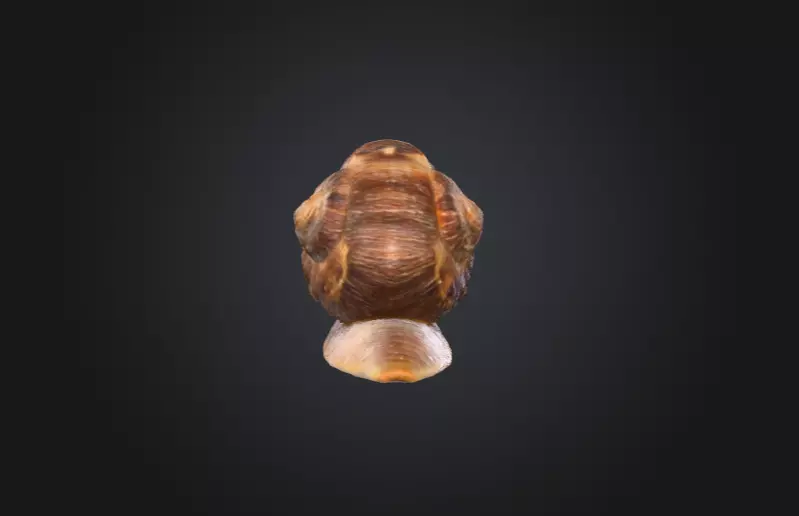 Realistic Garden Snail Low-poly 3D model_5
