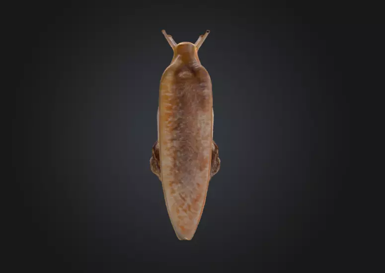Realistic Garden Snail Low-poly 3D model_16