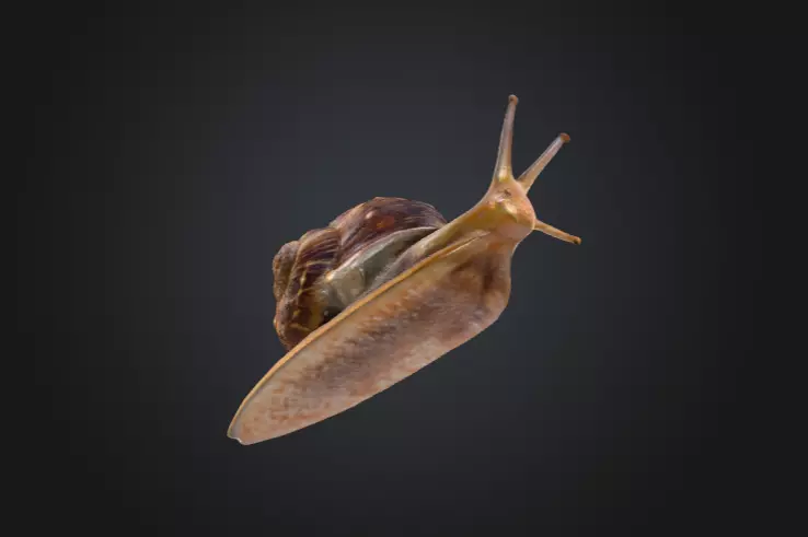 Realistic Garden Snail Low-poly 3D model_13