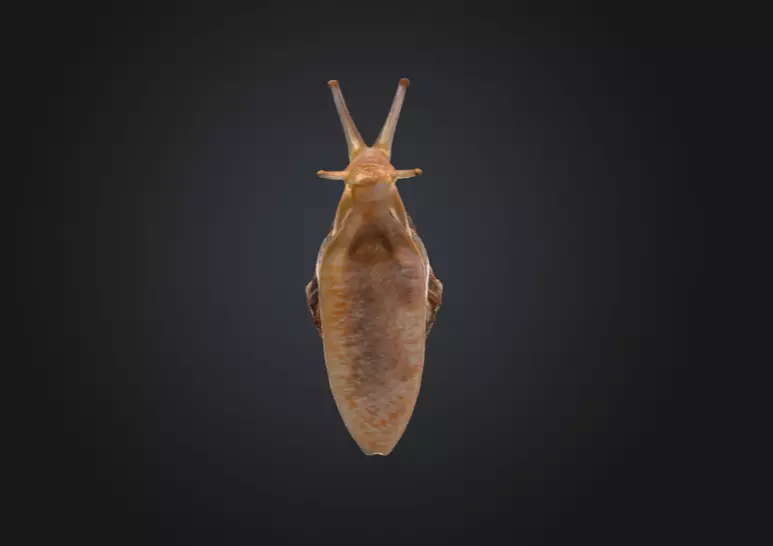 Realistic Garden Snail Low-poly 3D model_12