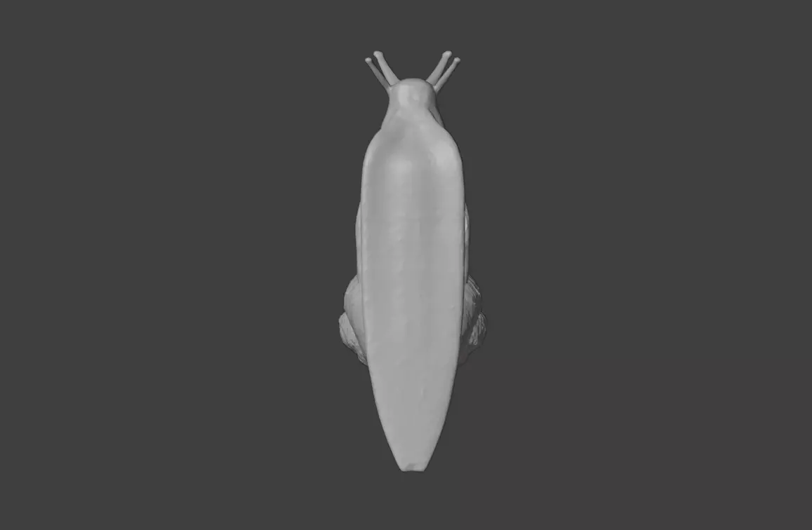 Realistic Garden Snail Low-poly 3D model_22