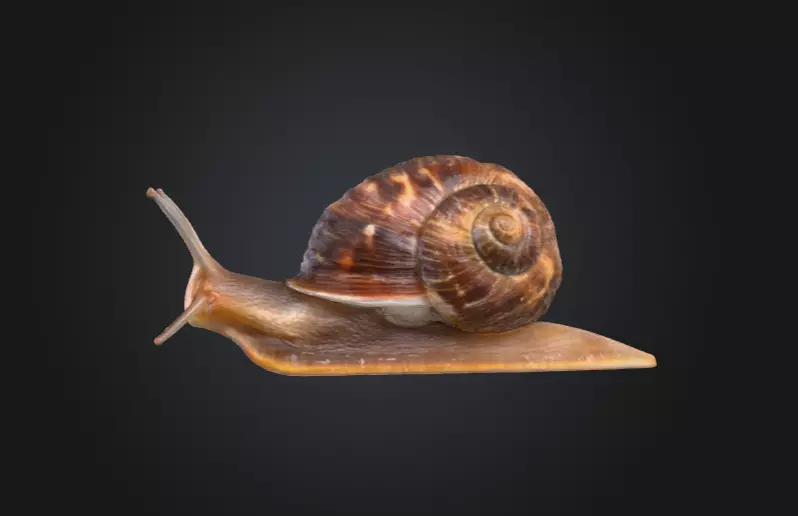 Realistic Garden Snail Low-poly 3D model_7