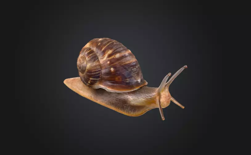 Realistic Garden Snail Low-poly 3D model_11