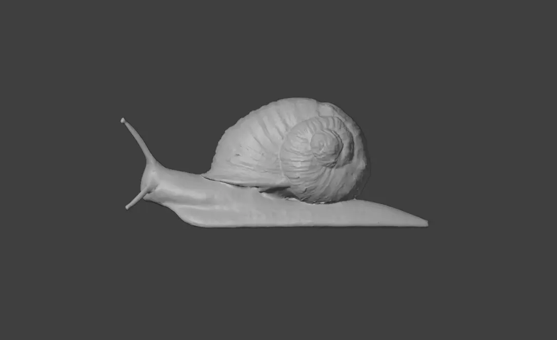 Realistic Garden Snail Low-poly 3D model_20