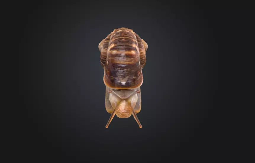 Realistic Garden Snail Low-poly 3D model_9