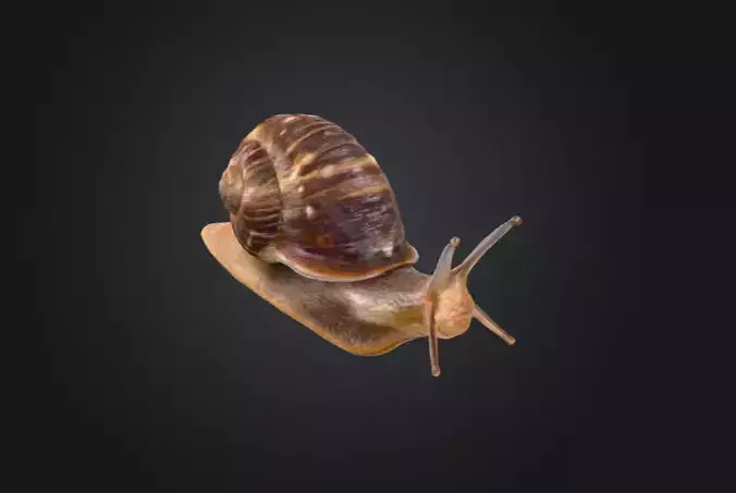 Realistic Garden Snail Low-poly 3D model Realistic Garden Snail Low-poly 3D model
