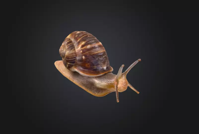 Realistic Garden Snail Low-poly 3D model_0