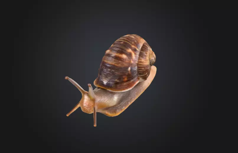 Realistic Garden Snail Low-poly 3D model_10