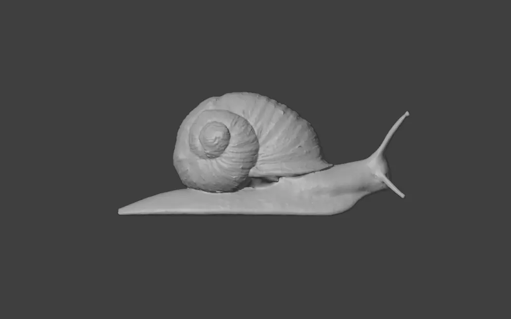 Realistic Garden Snail Low-poly 3D model_18