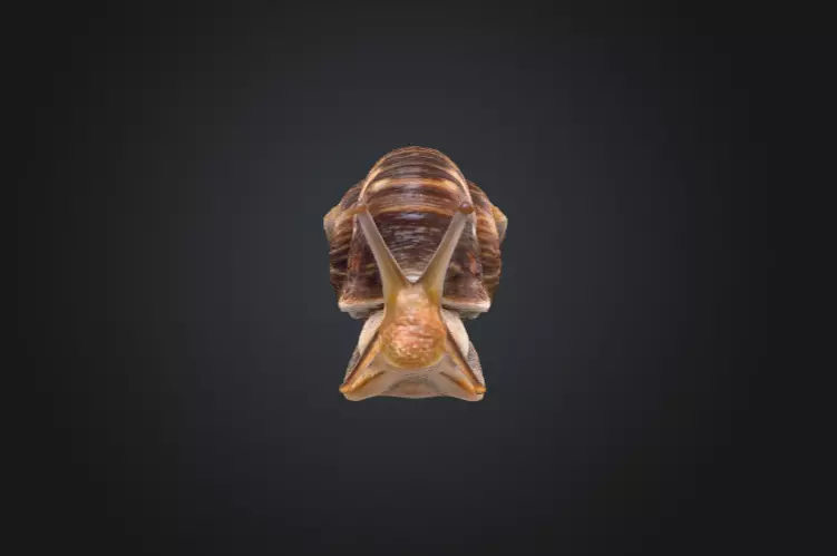 Realistic Garden Snail Low-poly 3D model_1