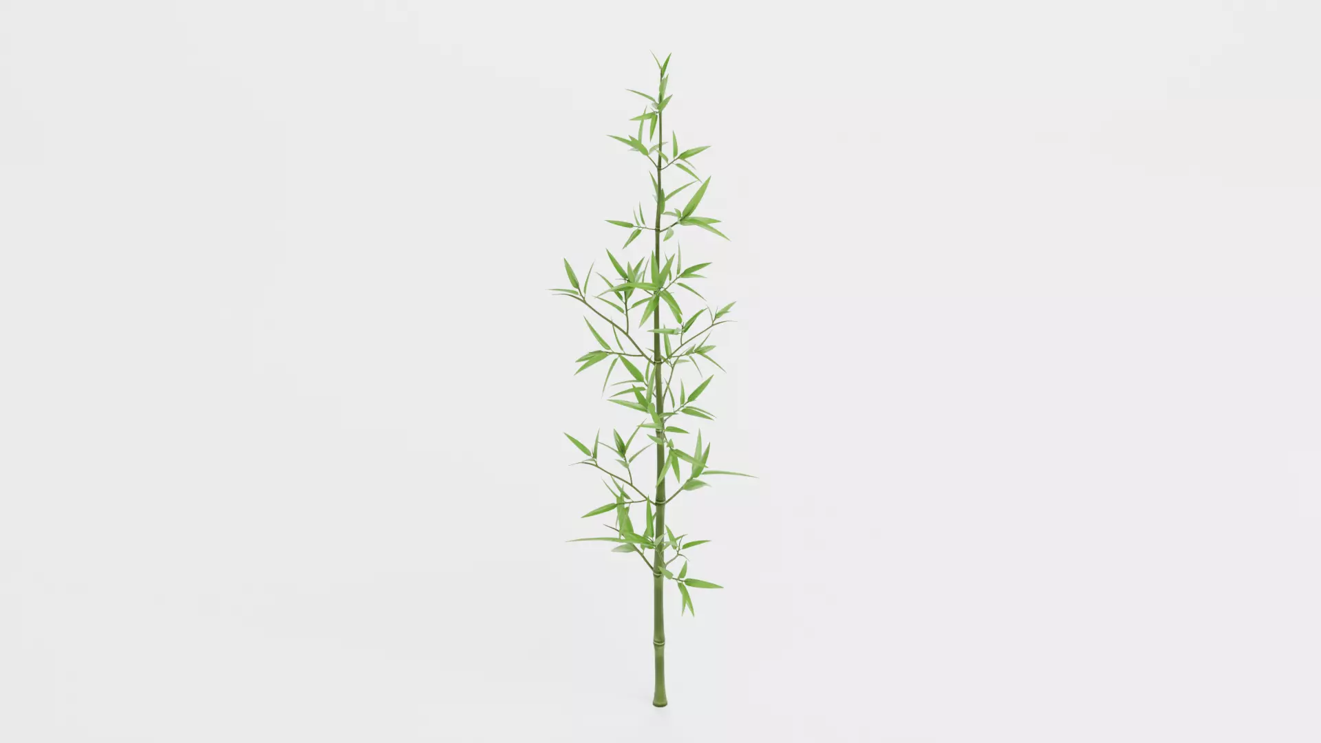 Bamboo Plant - Stem with Leaves Low-poly 3D model_4