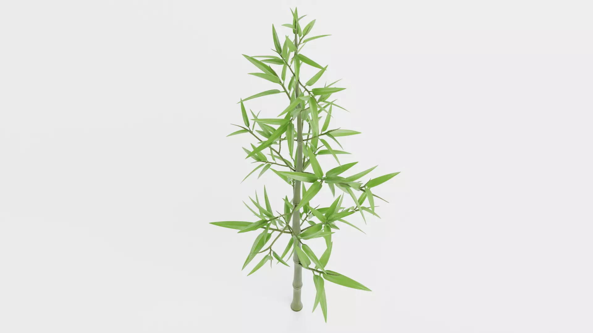 Bamboo Plant - Stem with Leaves Low-poly 3D model_6