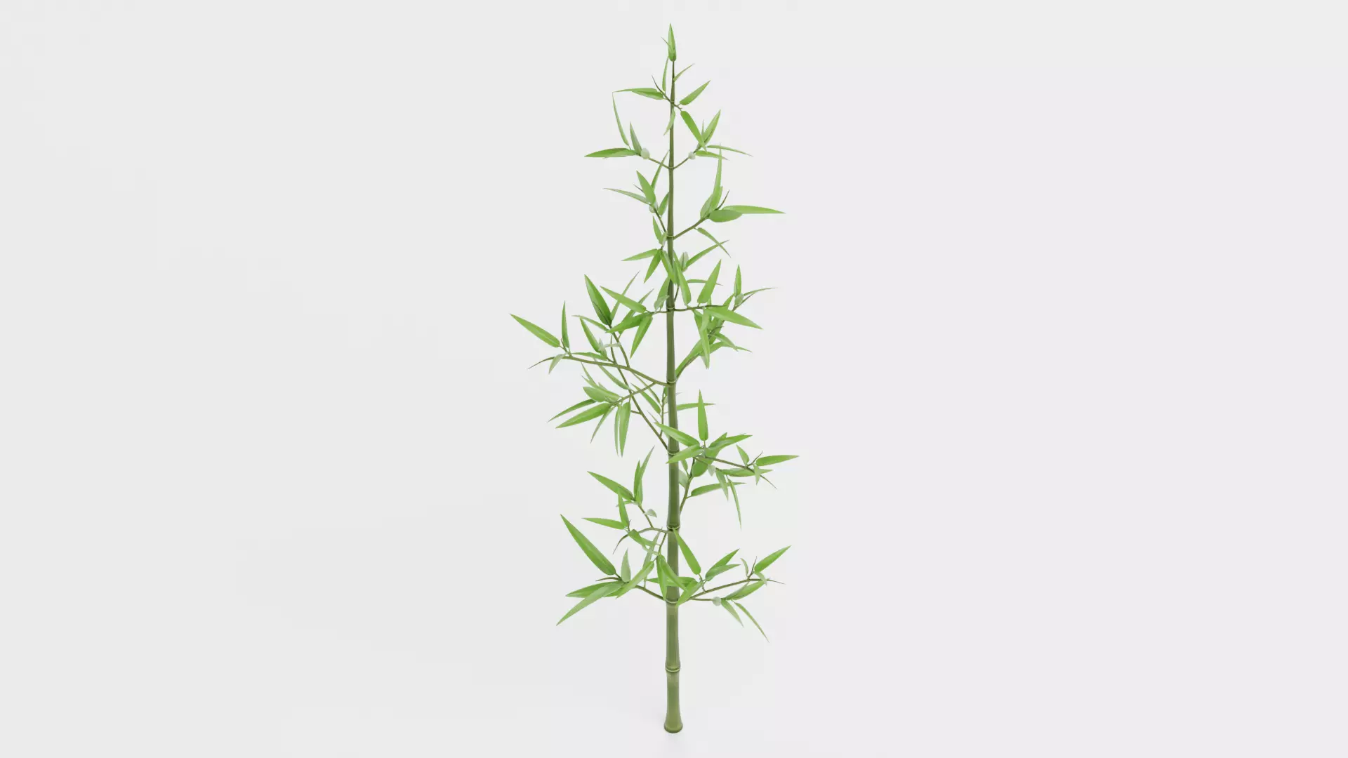 Bamboo Plant - Stem with Leaves Low-poly 3D model_5