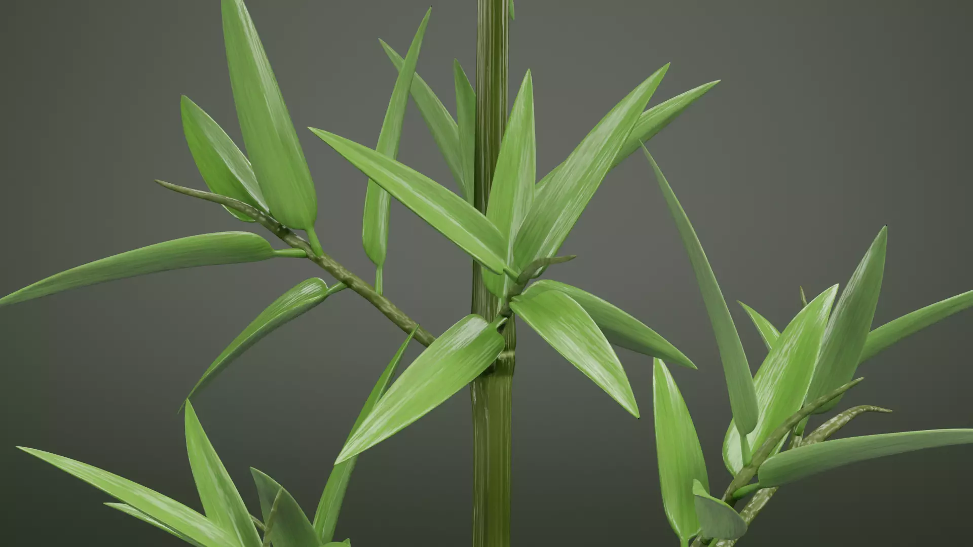 Bamboo Plant - Stem with Leaves Low-poly 3D model_9