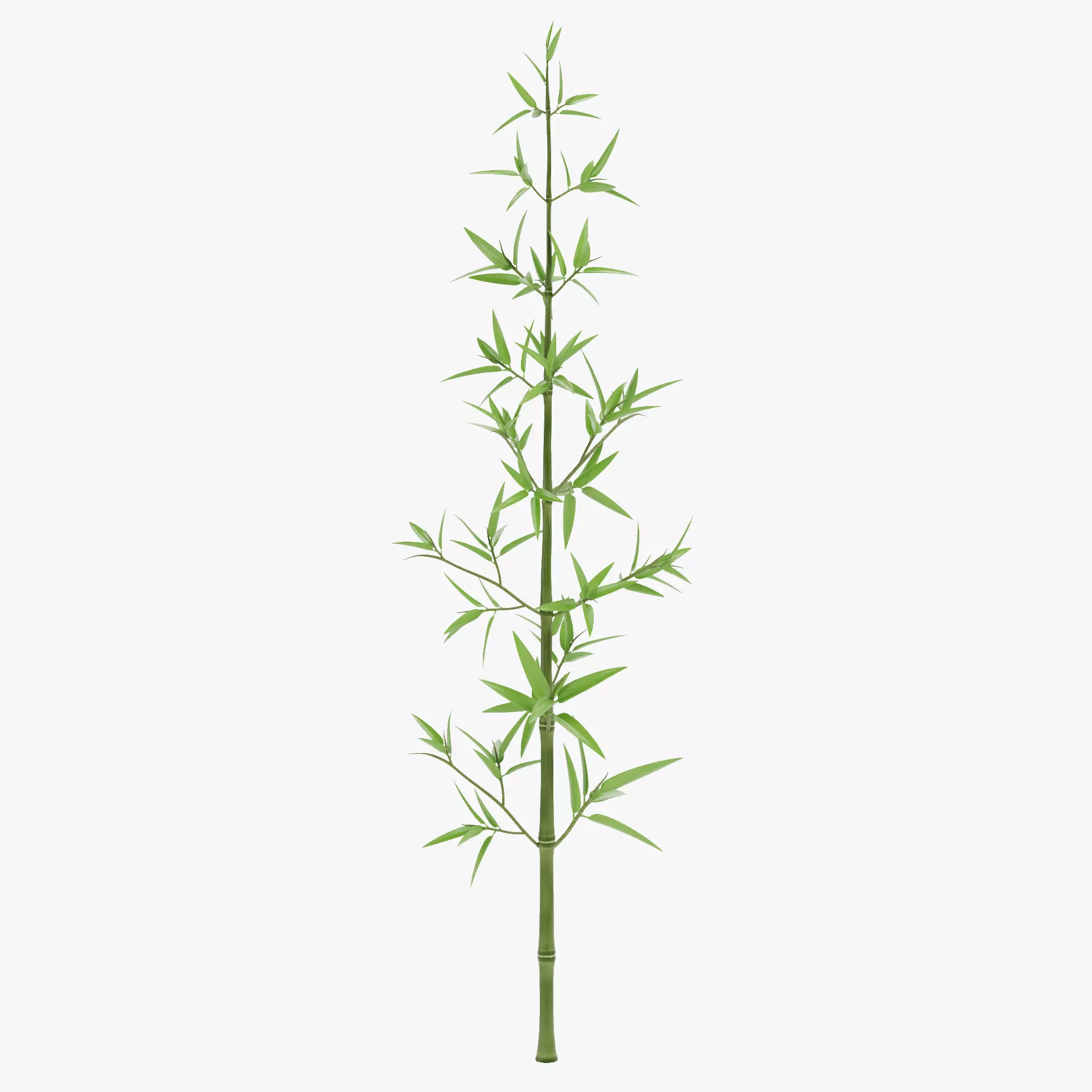 Bamboo Plant - Stem with Leaves Low-poly 3D model_15