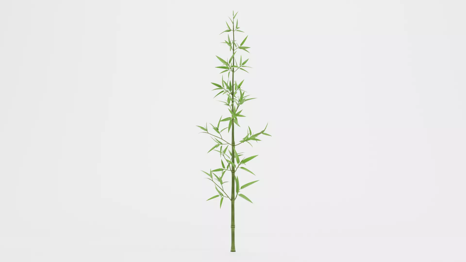 Bamboo Plant - Stem with Leaves Low-poly 3D model_3