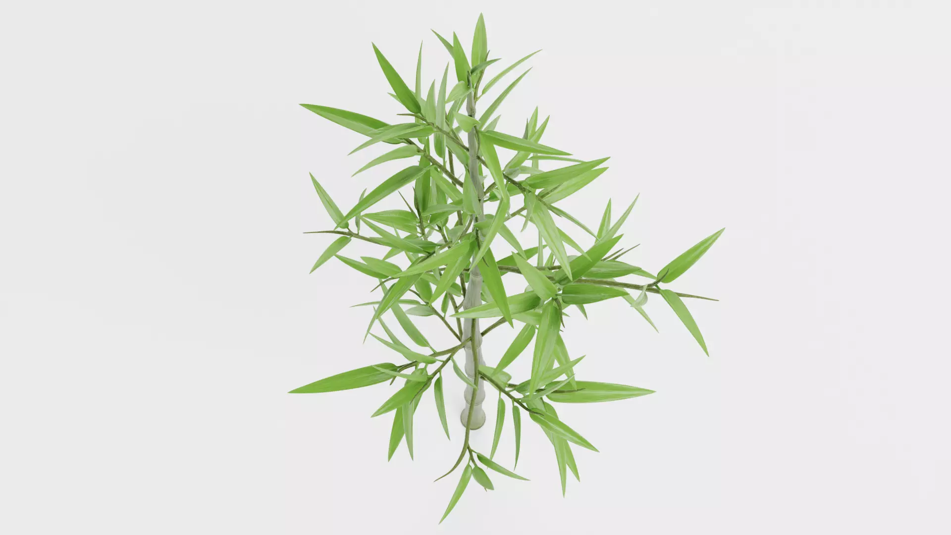 Bamboo Plant - Stem with Leaves Low-poly 3D model_7