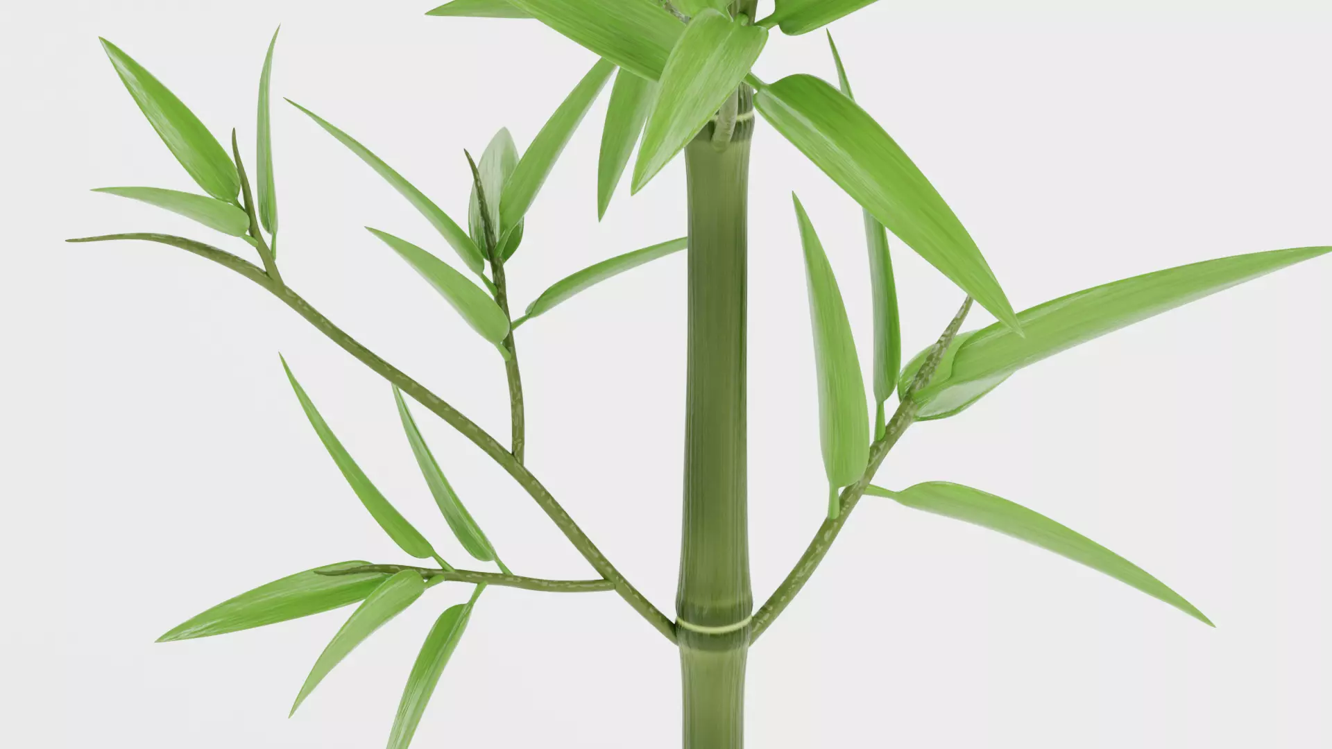 Bamboo Plant - Stem with Leaves Low-poly 3D model_8