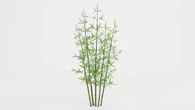Bamboo Cluster