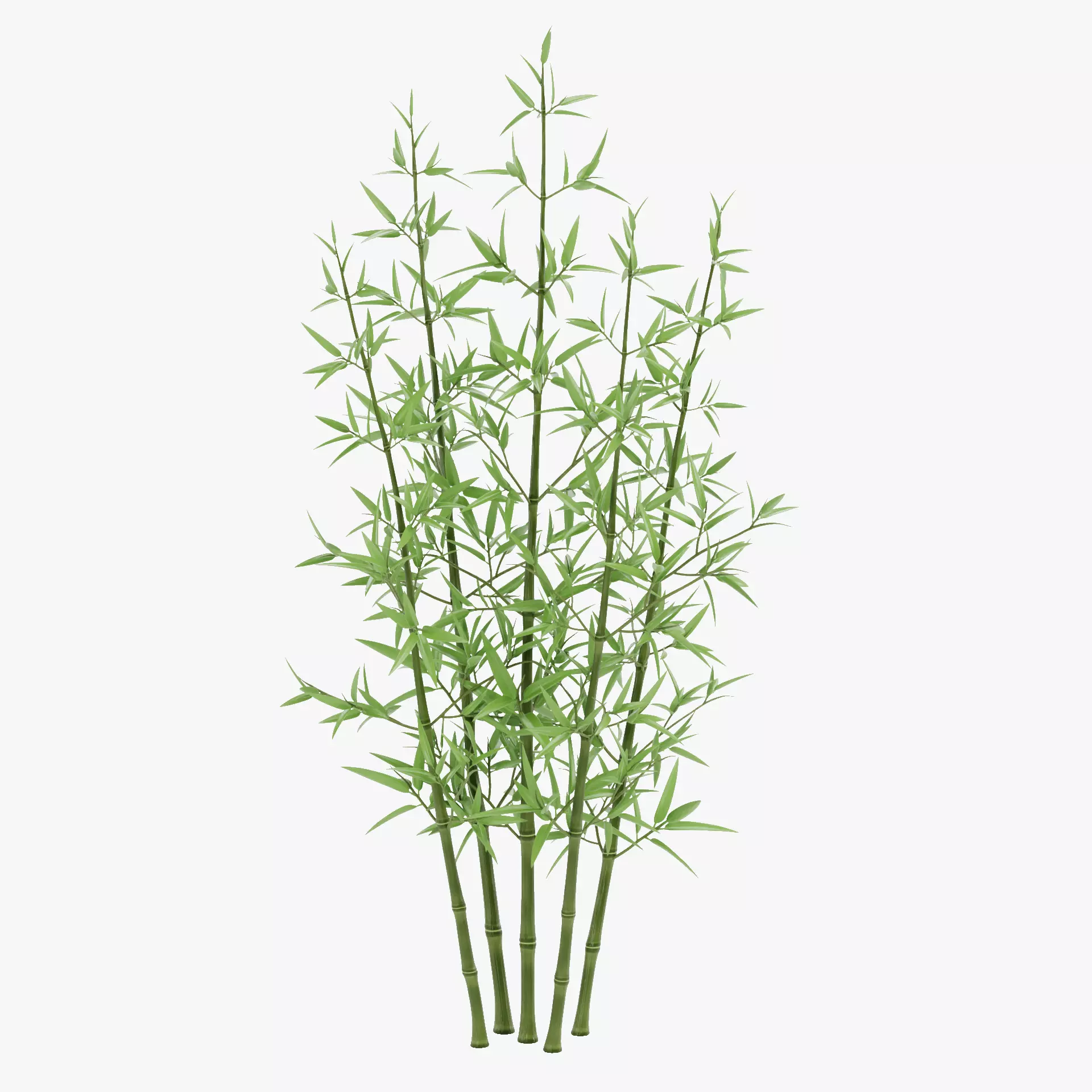 Bamboo Cluster Low-poly 3D model_15