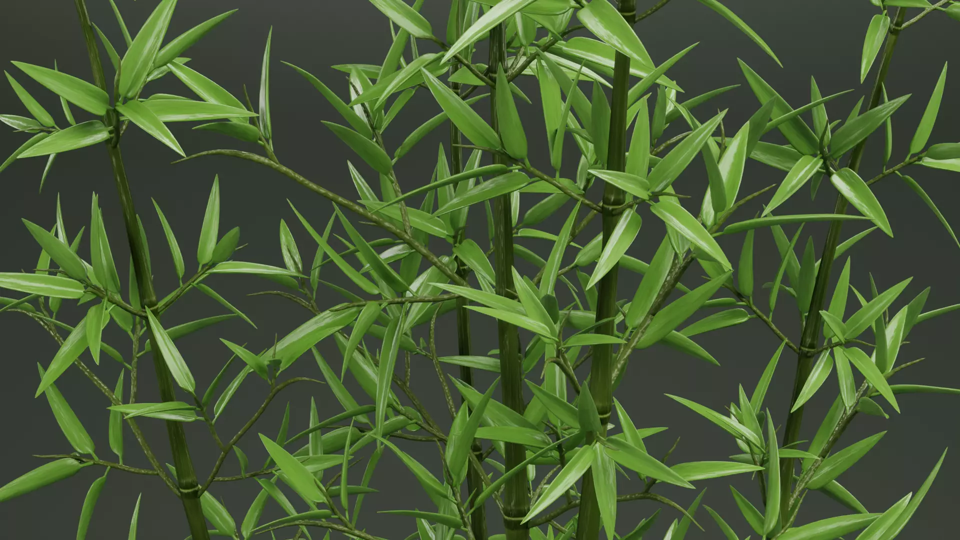 Bamboo Cluster Low-poly 3D model_9