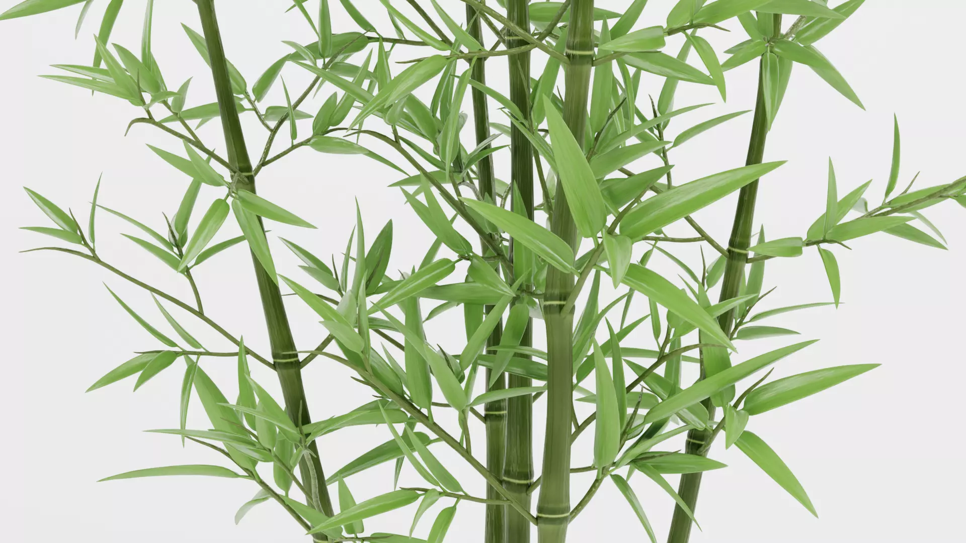Bamboo Cluster Low-poly 3D model_8