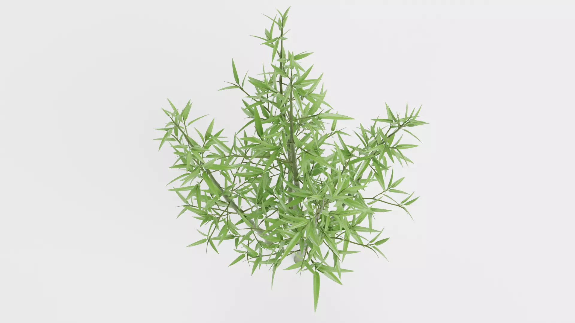 Bamboo Cluster Low-poly 3D model_7