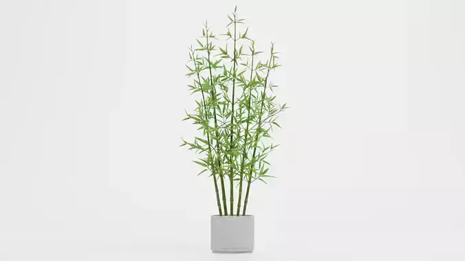 Bamboo Plant in Pot