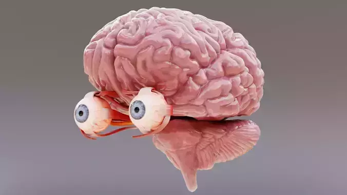 Human Brain with Eyes - Realistic Anatomy