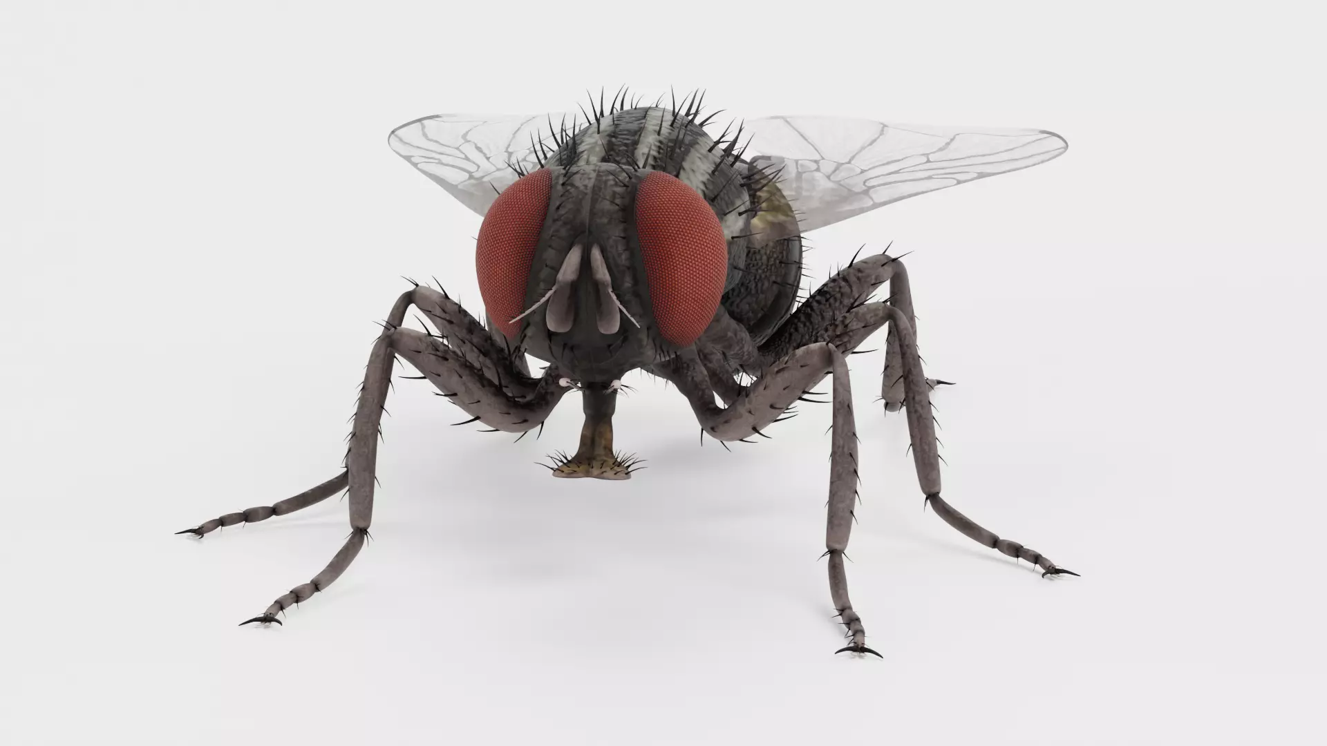 Housefly - Musca Domestica Low-poly 3D model_2