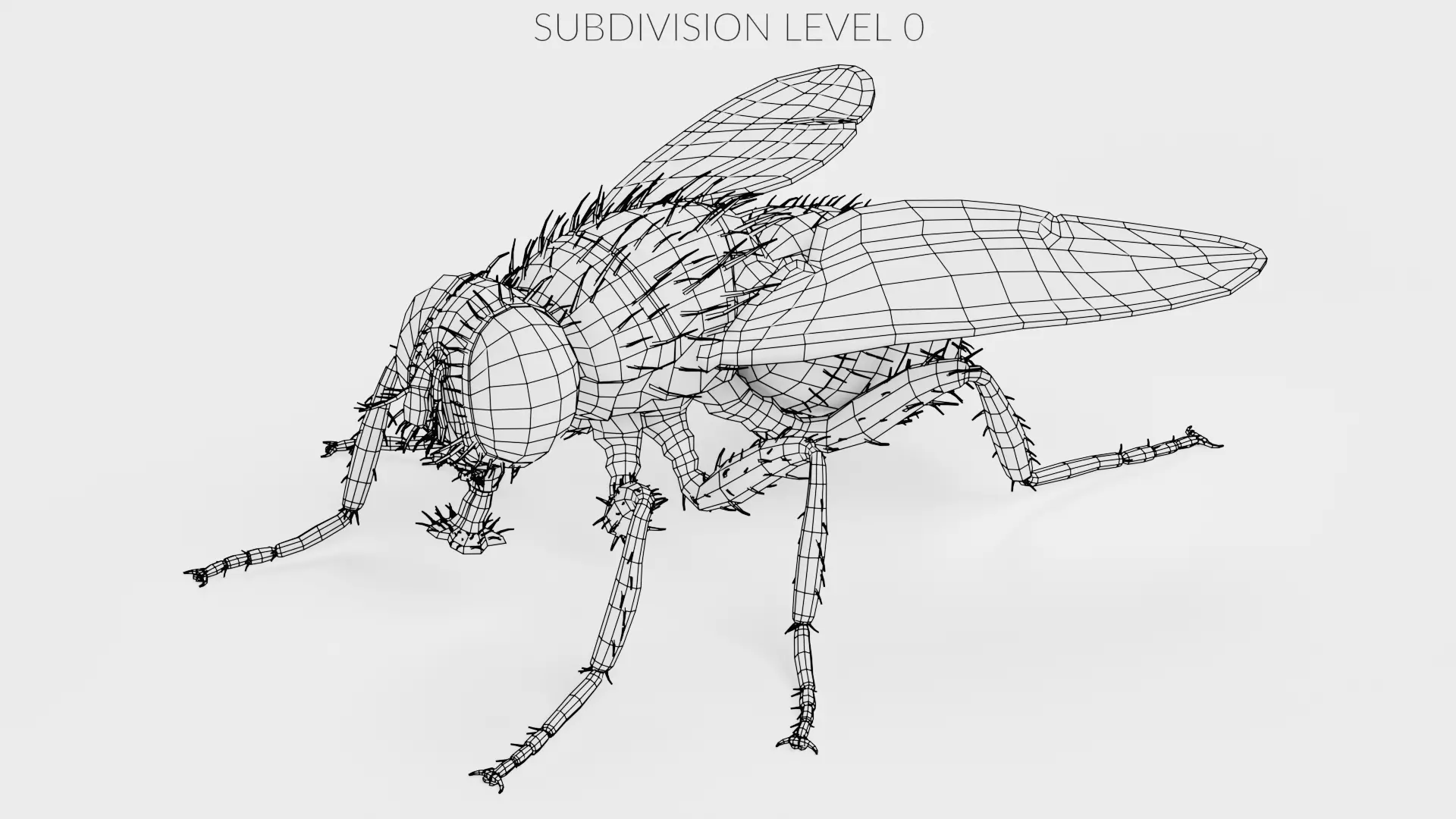 Housefly - Musca Domestica Low-poly 3D model_9