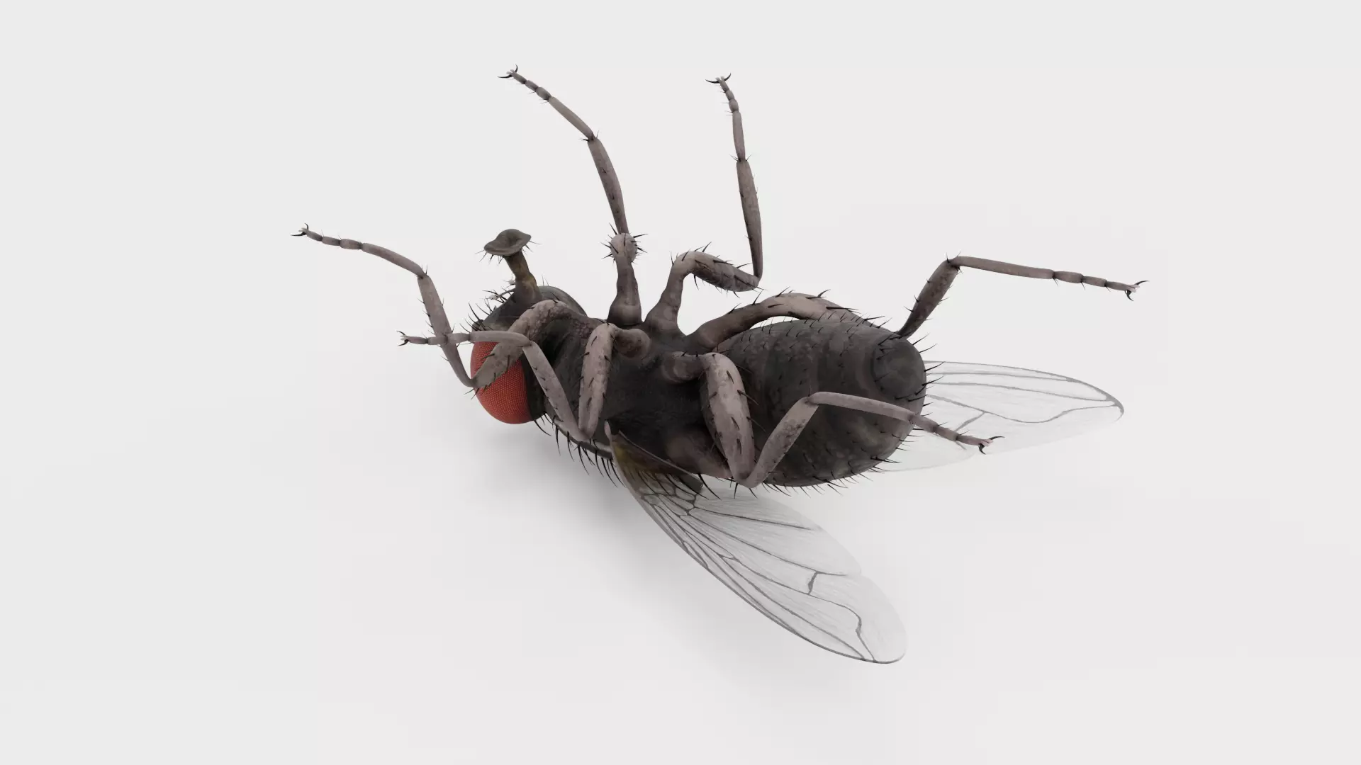 Housefly - Musca Domestica Low-poly 3D model_7