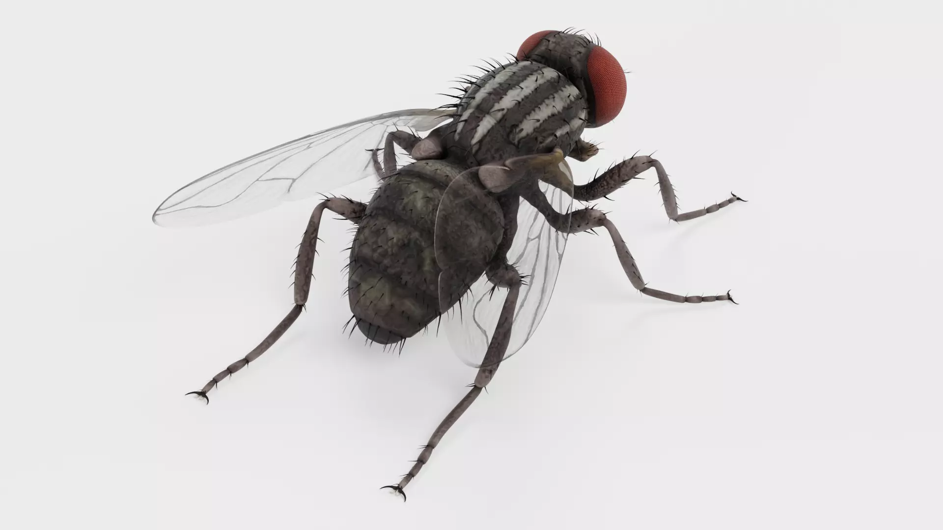 Housefly - Musca Domestica Low-poly 3D model_5