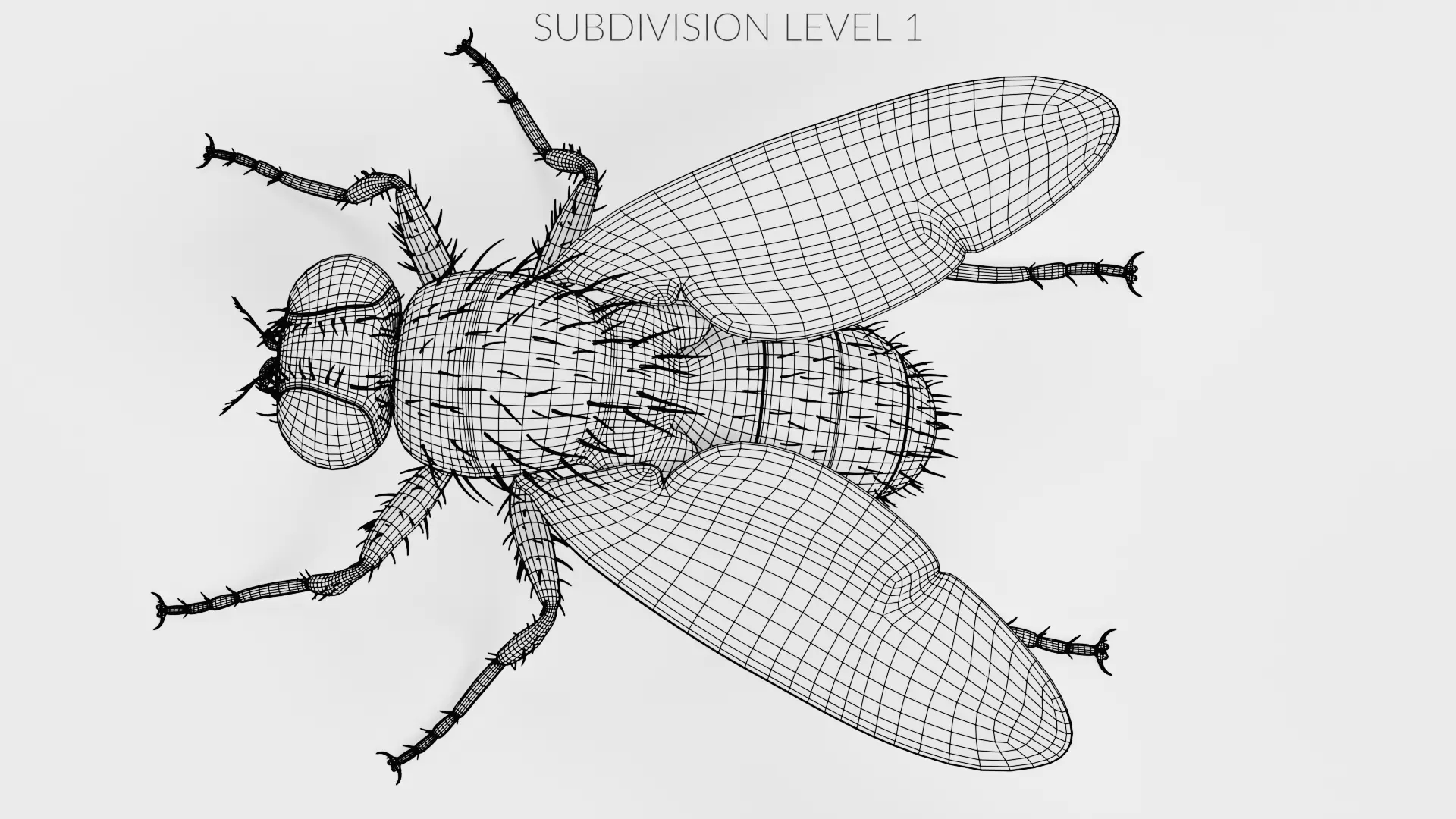 Housefly - Musca Domestica Low-poly 3D model_12