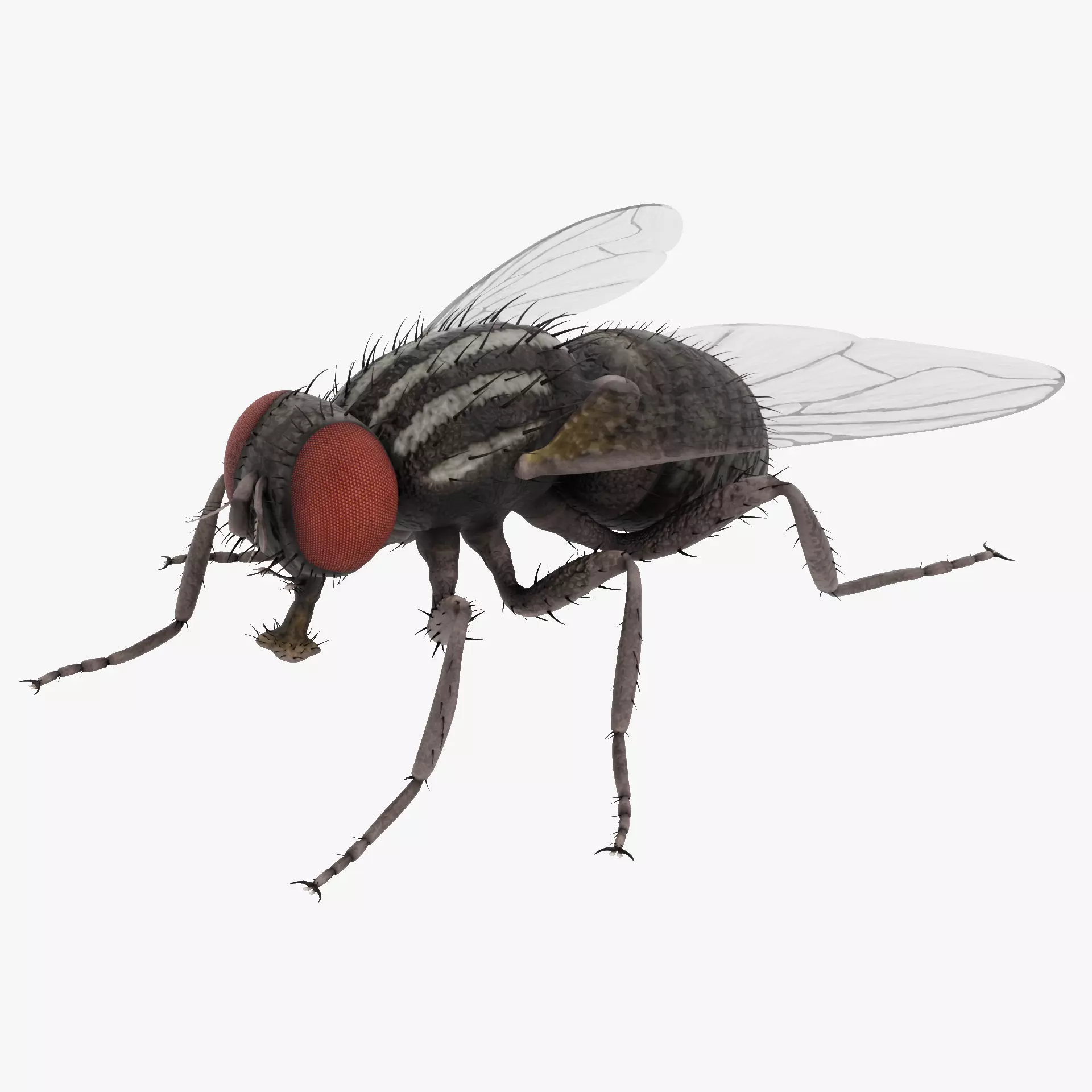 Housefly - Musca Domestica Low-poly 3D model_0