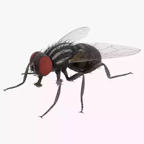 Housefly - Musca Domestica