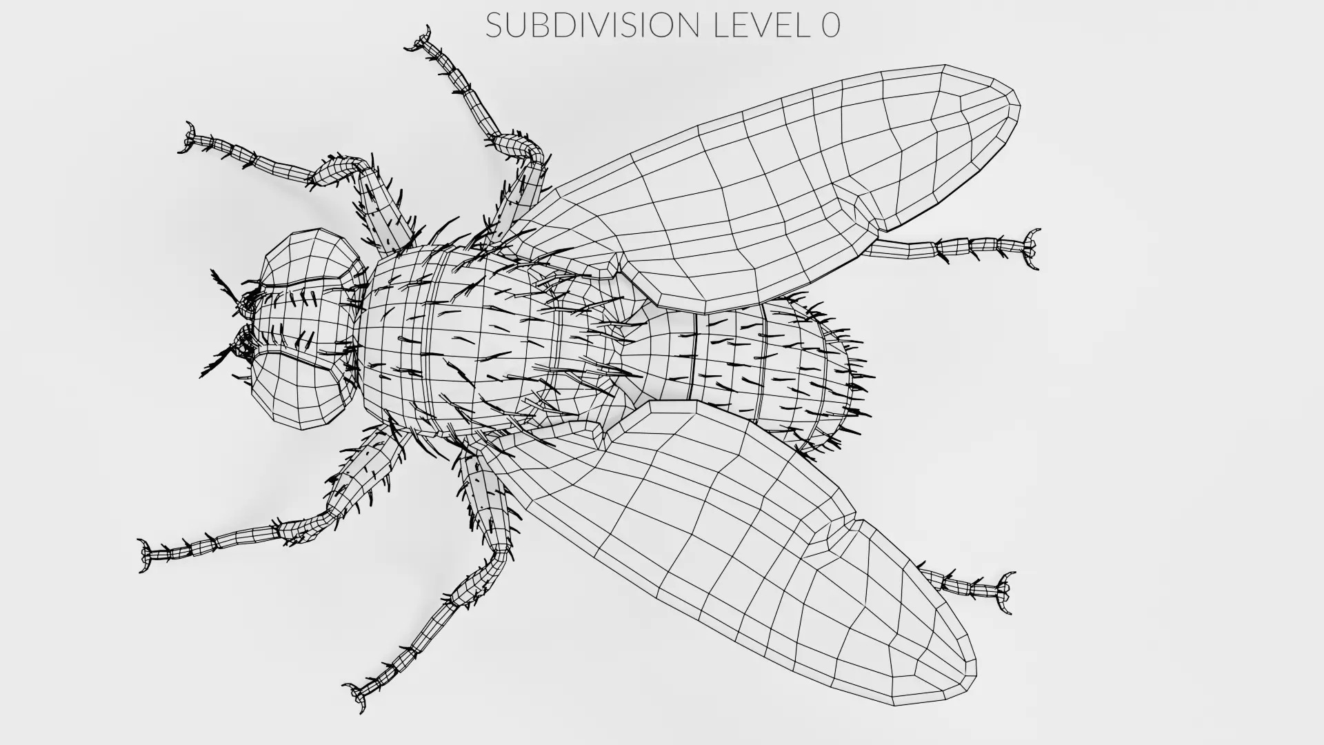 Housefly - Musca Domestica Low-poly 3D model_11