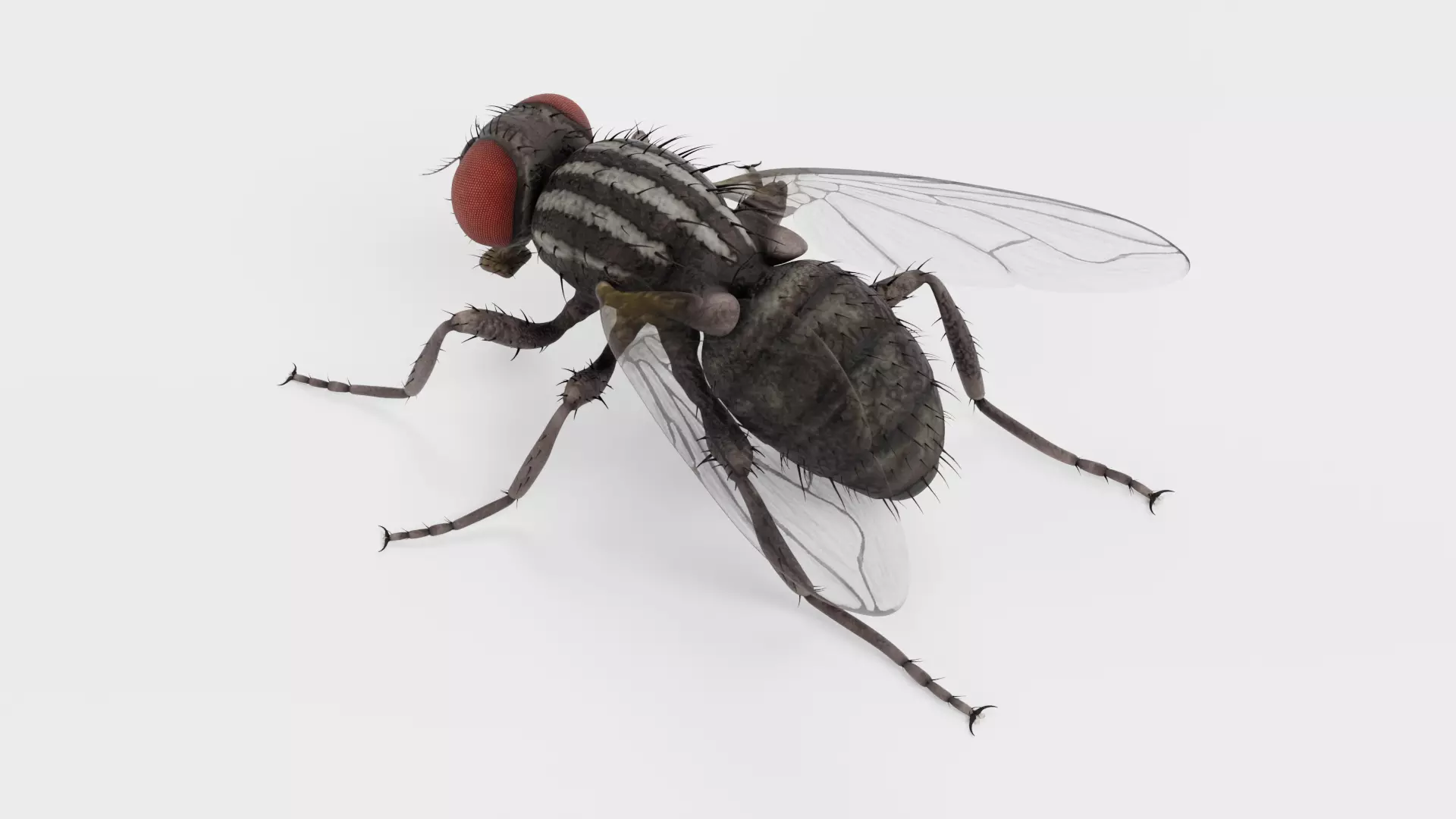 Housefly - Musca Domestica Low-poly 3D model_6