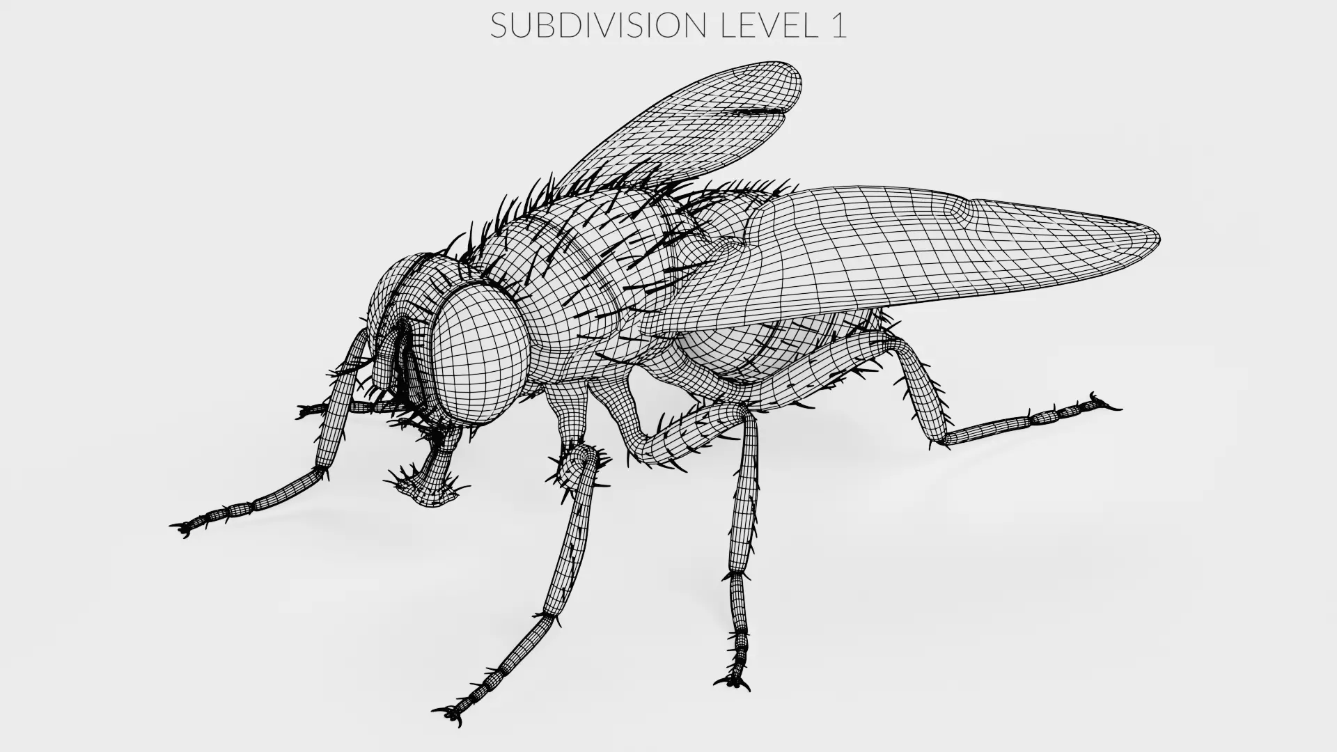 Housefly - Musca Domestica Low-poly 3D model_10