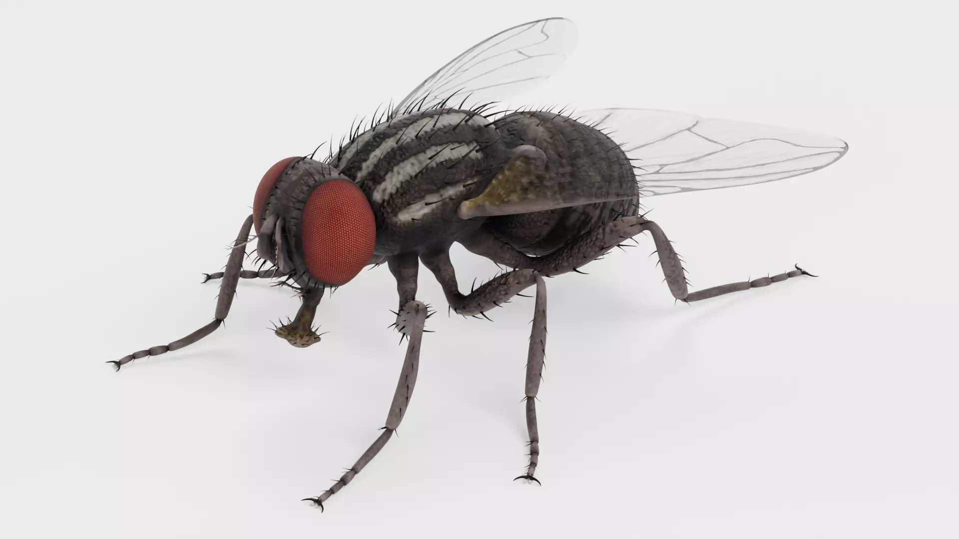 Housefly - Musca Domestica Low-poly 3D model_1