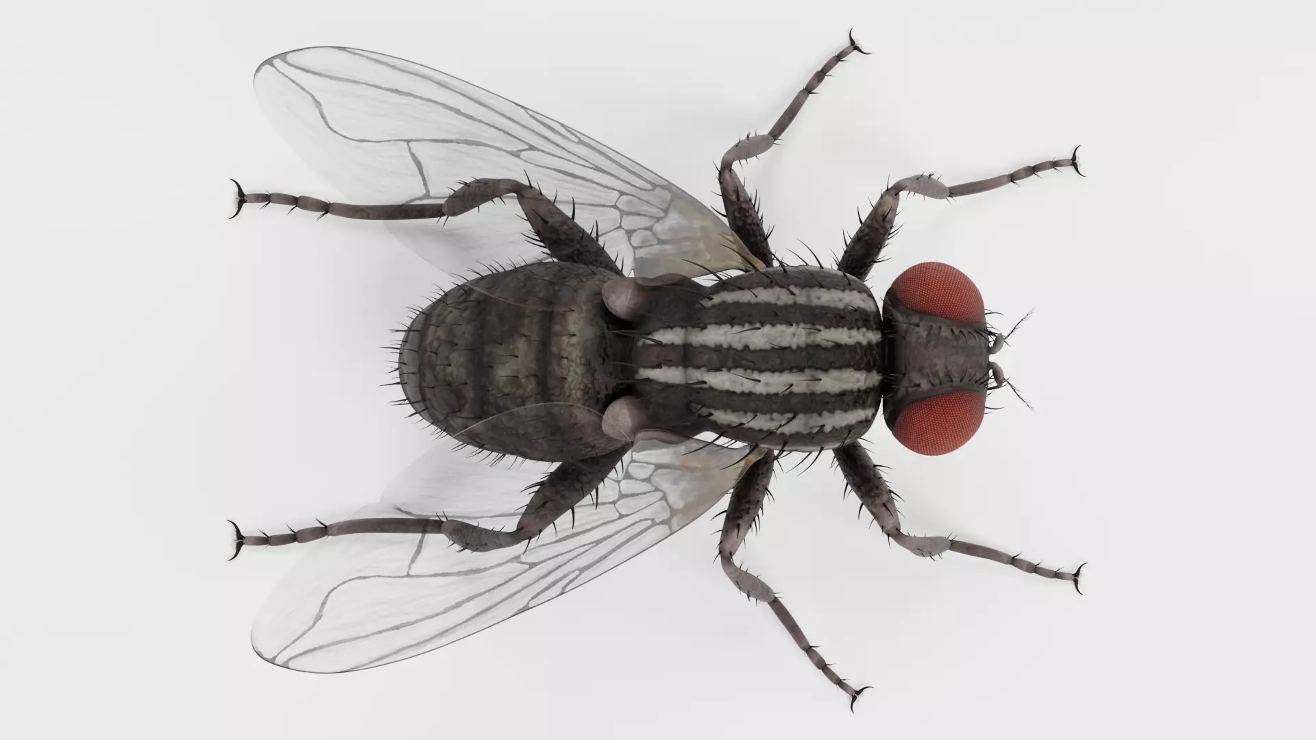 Housefly - Musca Domestica - Rigged Low-poly 3D model