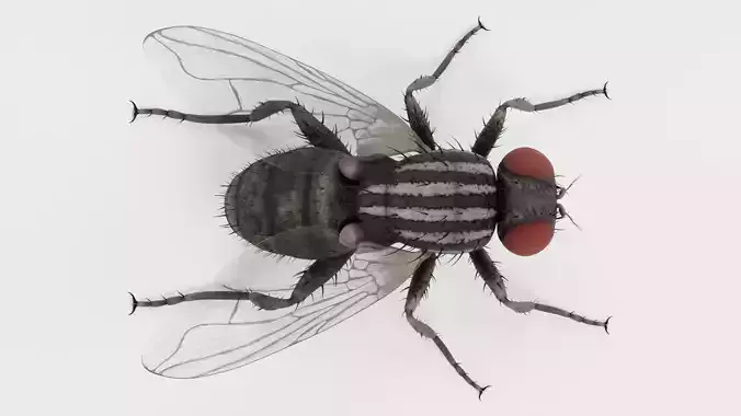 Housefly - Musca Domestica - Rigged