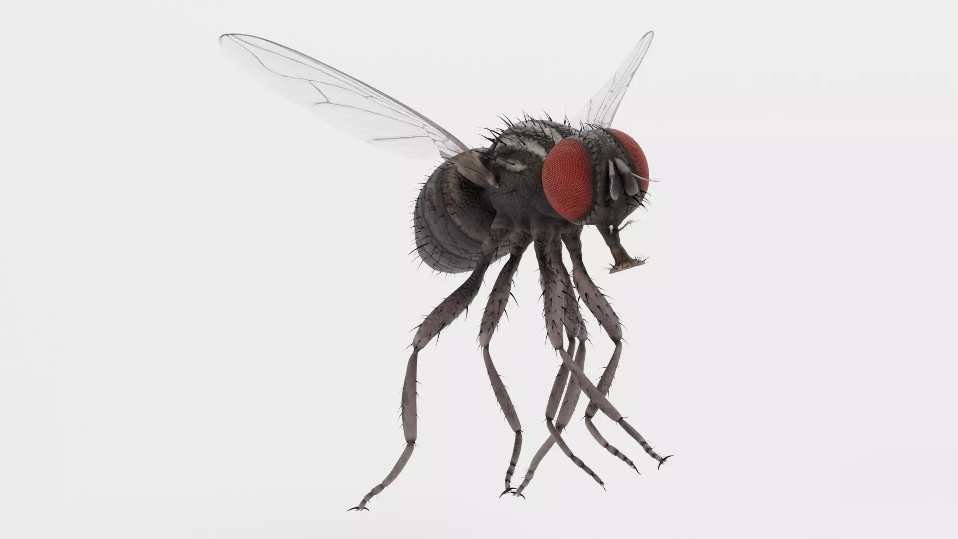 Housefly - Musca Domestica - Rigged and Animated Low-poly 3D model